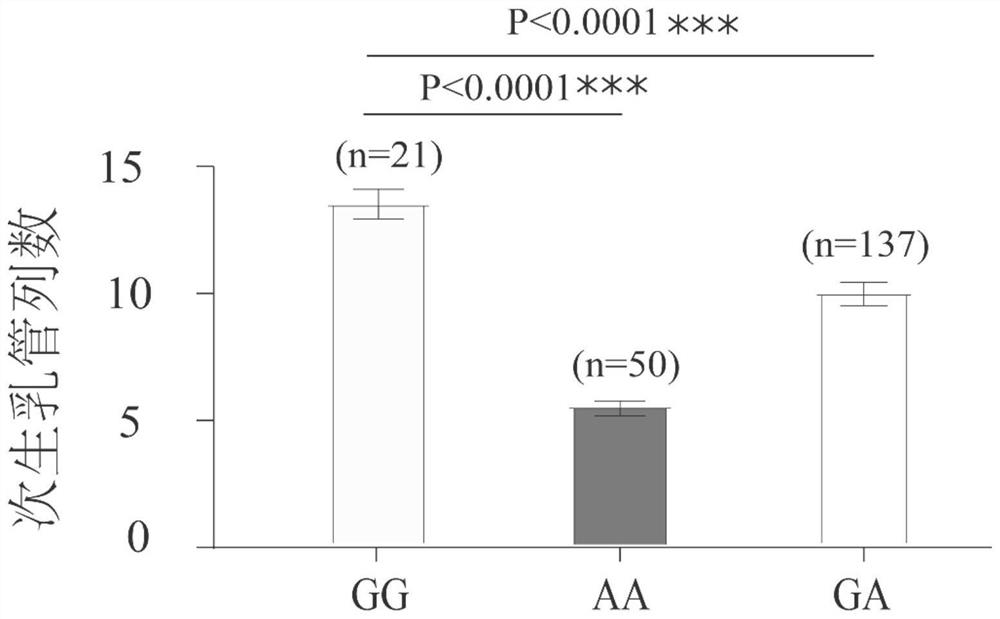 SNP molecular marker for column number of secondary milk ducts of rubber trees and application of SNP molecular marker