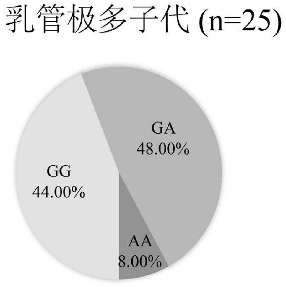 SNP molecular marker for column number of secondary milk ducts of rubber trees and application of SNP molecular marker