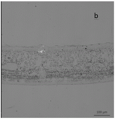 Method for manufacturing slices of plant leaves