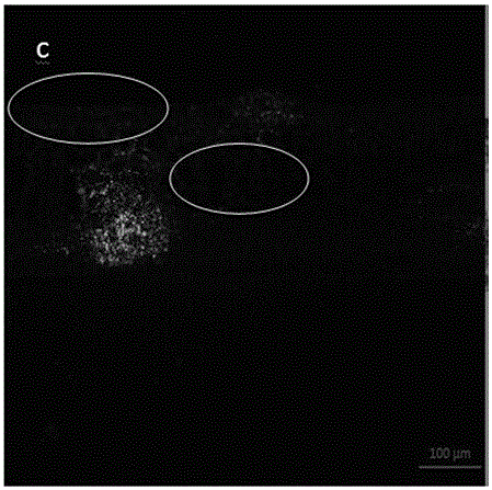 Method for manufacturing slices of plant leaves