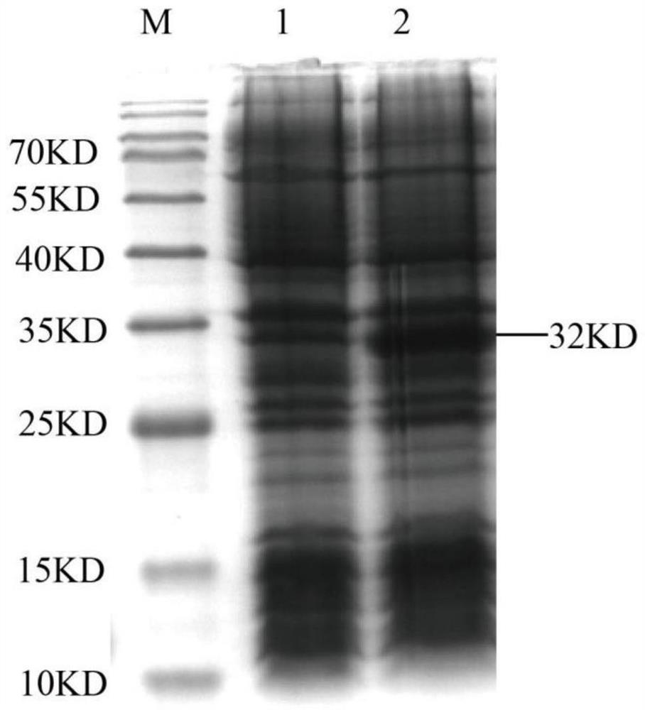 A CTL epitope polypeptide of Cryptosporidium parvum and its application and vaccine