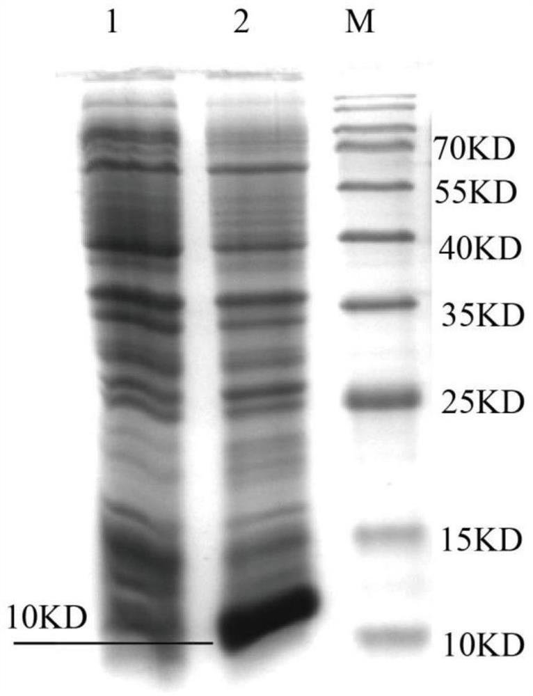 A CTL epitope polypeptide of Cryptosporidium parvum and its application and vaccine