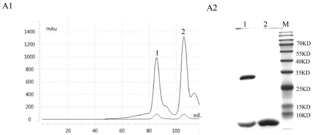 A CTL epitope polypeptide of Cryptosporidium parvum and its application and vaccine