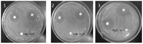 Methylotrophic Bacillus ar3, Bacillus subtilis ar4, Bacillus amyloliquefaciens ar10 and their applications