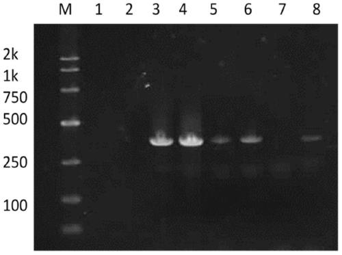 Methylotrophic Bacillus ar3, Bacillus subtilis ar4, Bacillus amyloliquefaciens ar10 and their applications