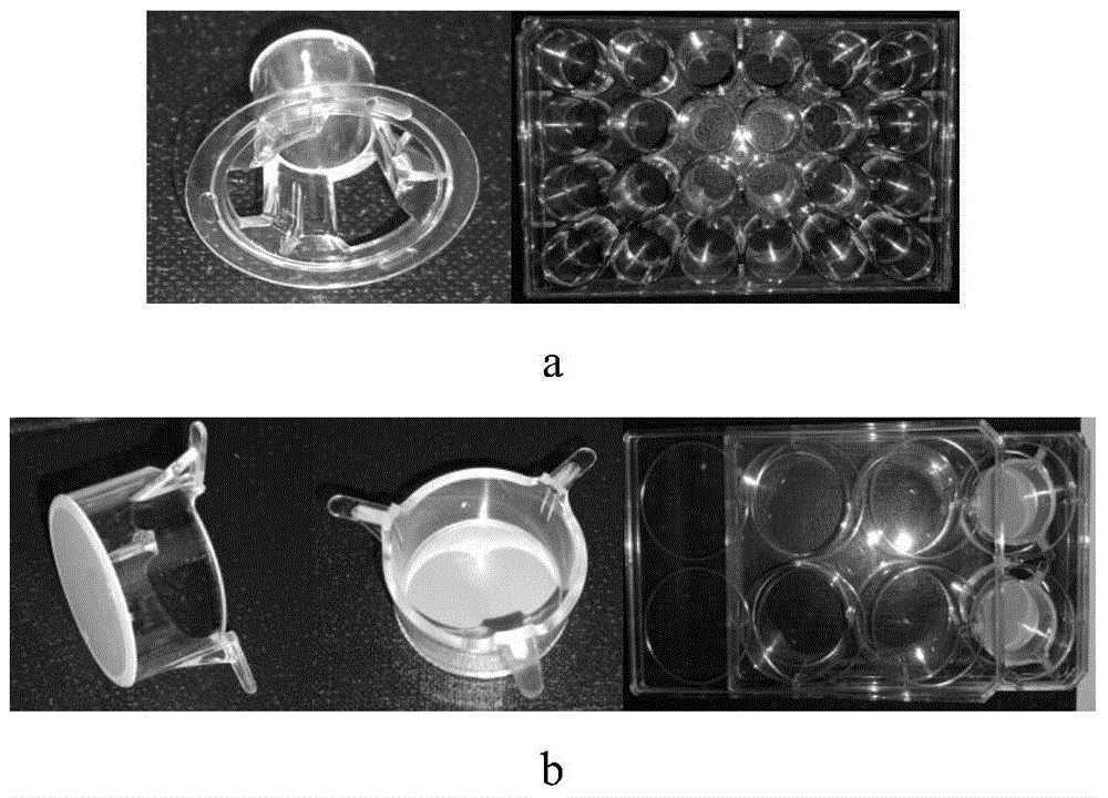 Preparation method and application of conditioned medium for deer periosteum