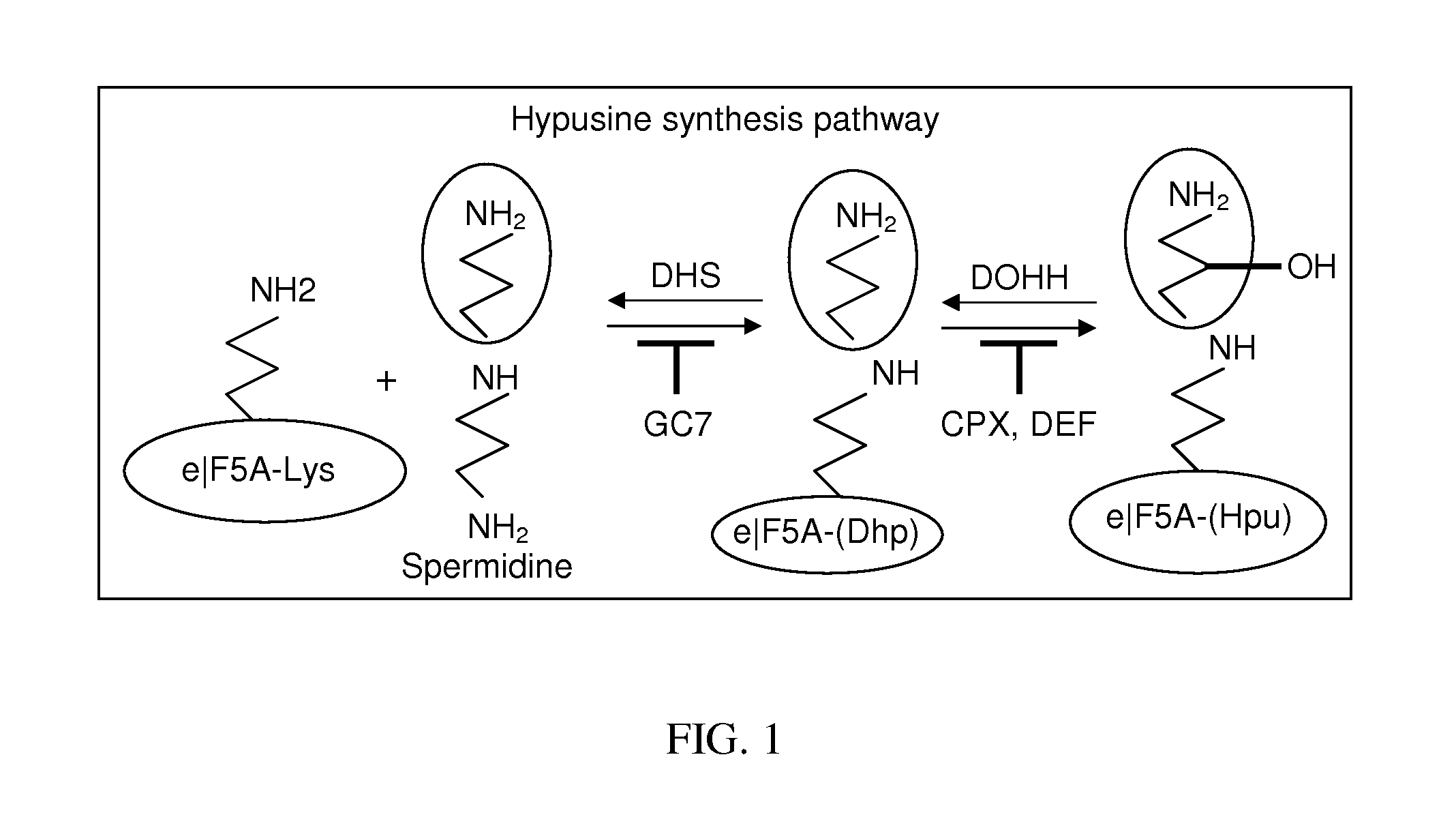 Method of inhibiting nonsense-mediated mRNA decay