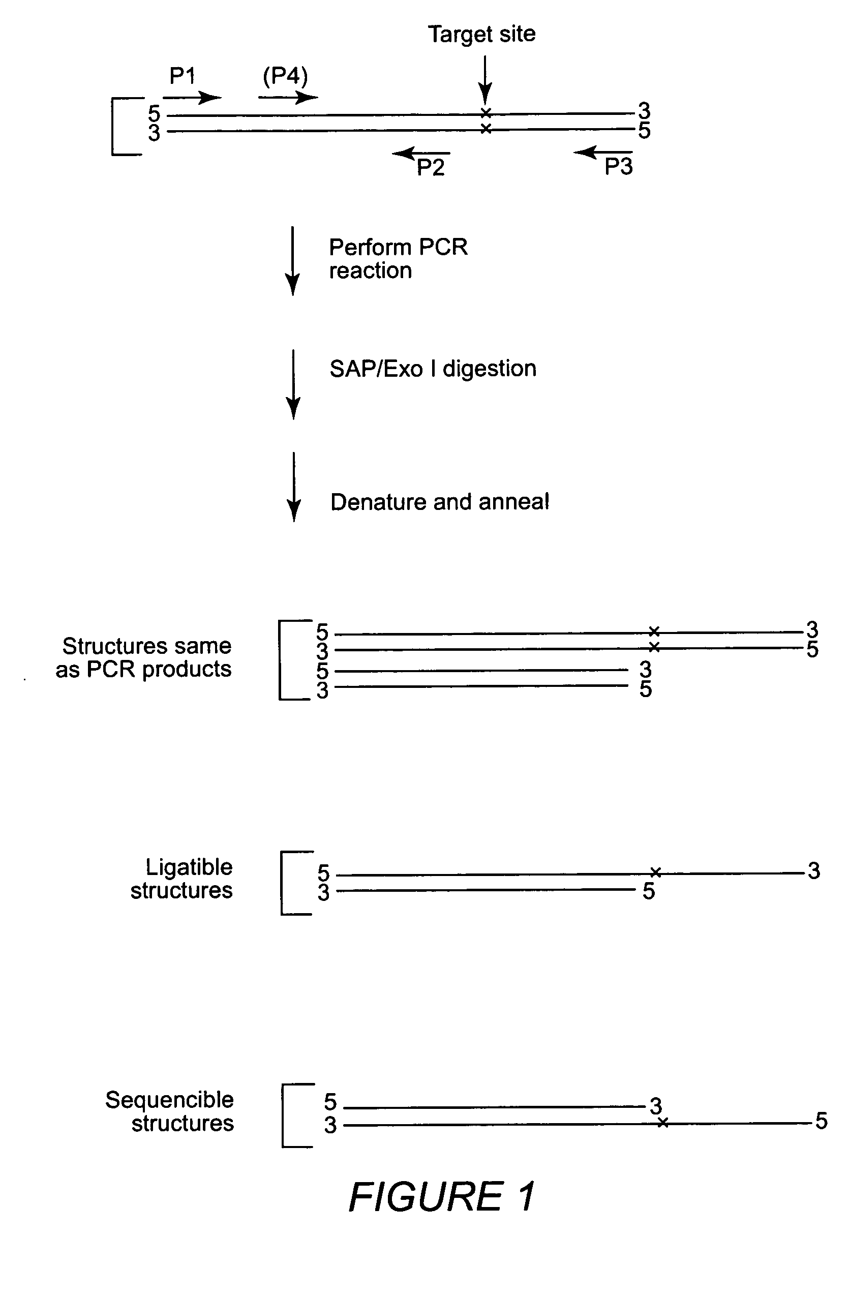 Multiple sequencible and ligatible structures for genomic analysis