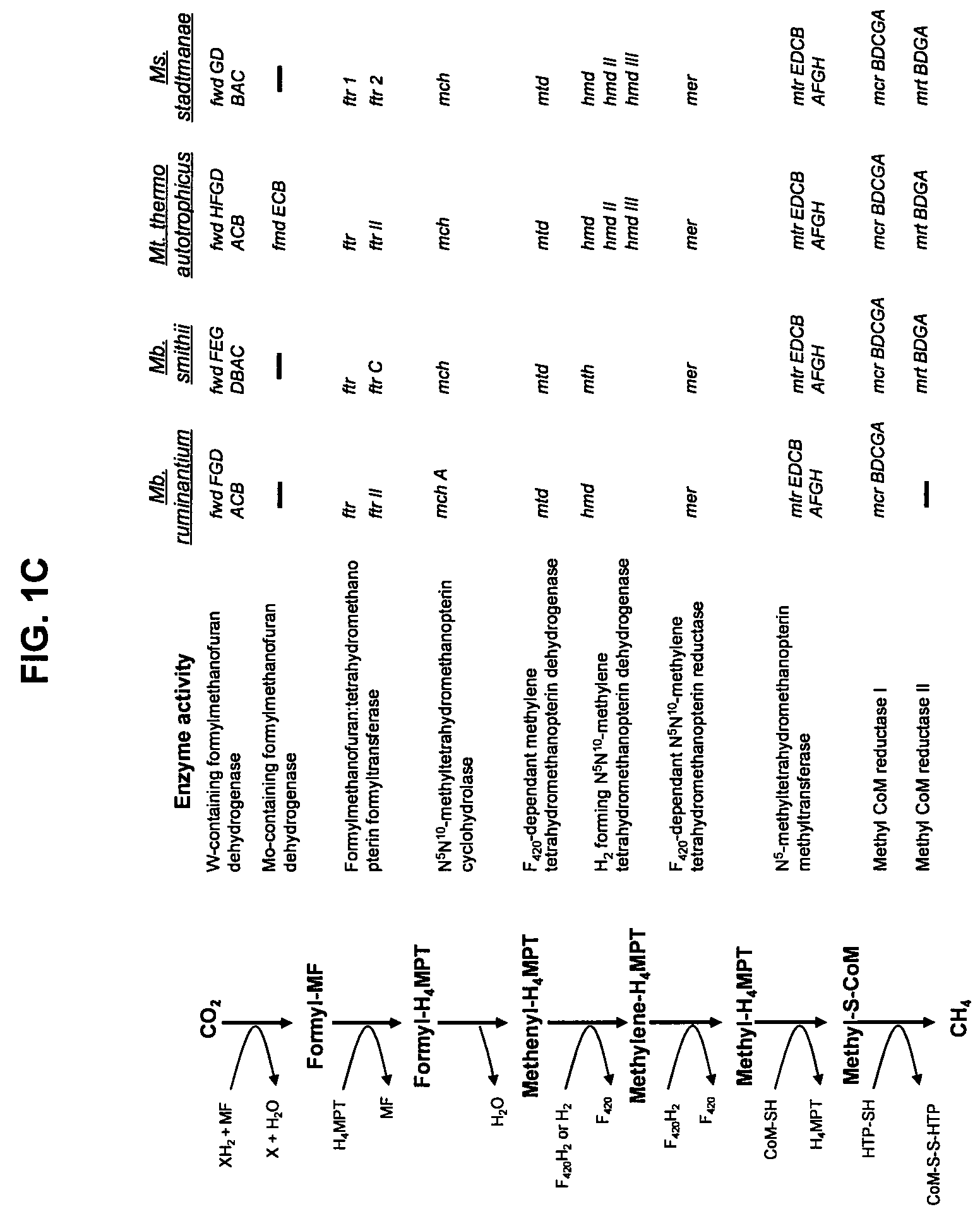 Cell-permeabilising peptides and polypeptides for microbial cells