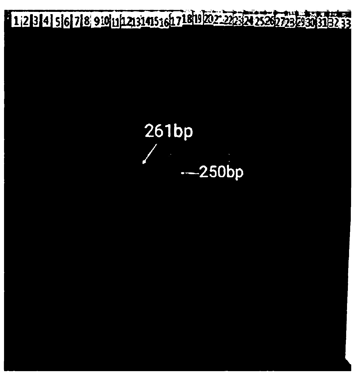 Method for identifying genetic sex of rana dybowskii by TRAP molecular marker technology