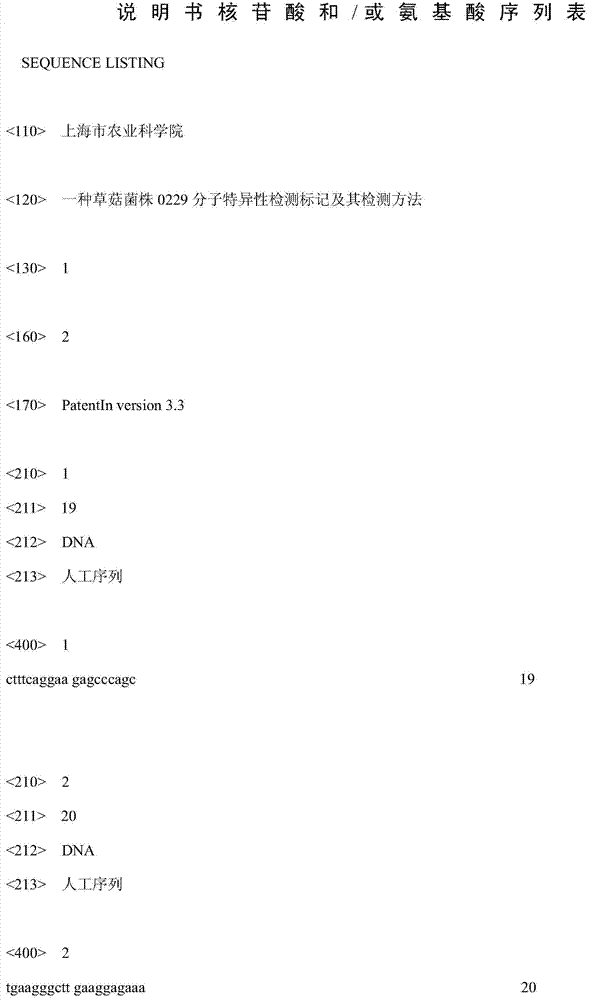 Molecular specific detection marker and detection method of 0229 straw mushroom strain