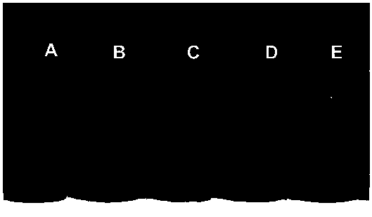 A kind of oral preparation containing polypeptide drug self-nanoemulsion and preparation method thereof