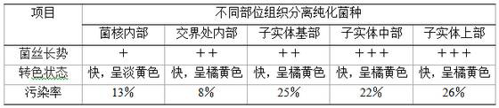 Preparation method of wild Cordyceps militaris strain