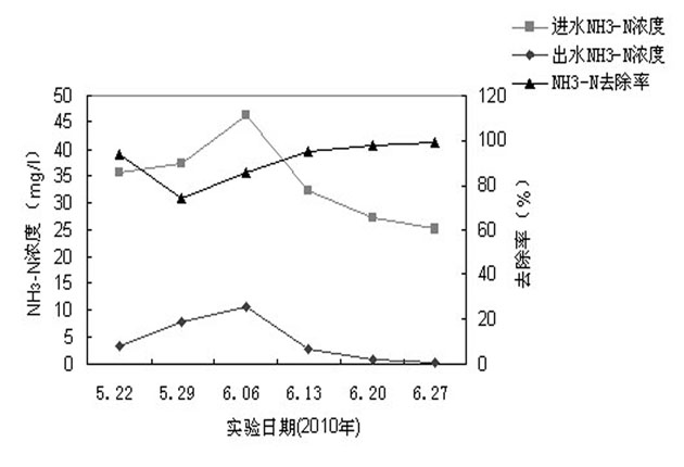 Application of begonia fimbristipula hance in treating livestock and poultry raising wastewater