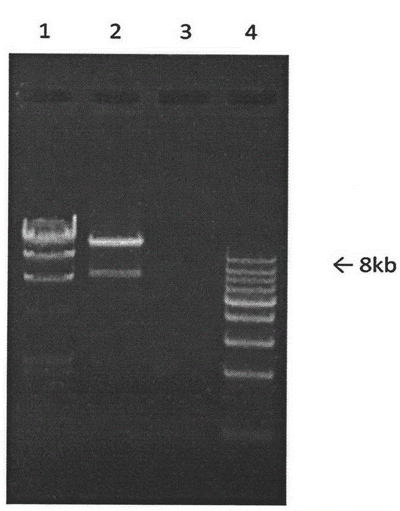 Cellulose and xylan bifunctional enzyme, coding gene thereof and application