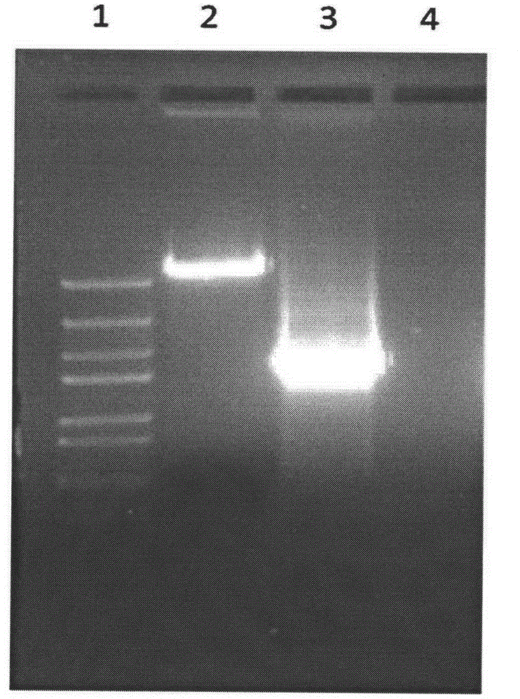 Cellulose and xylan bifunctional enzyme, coding gene thereof and application