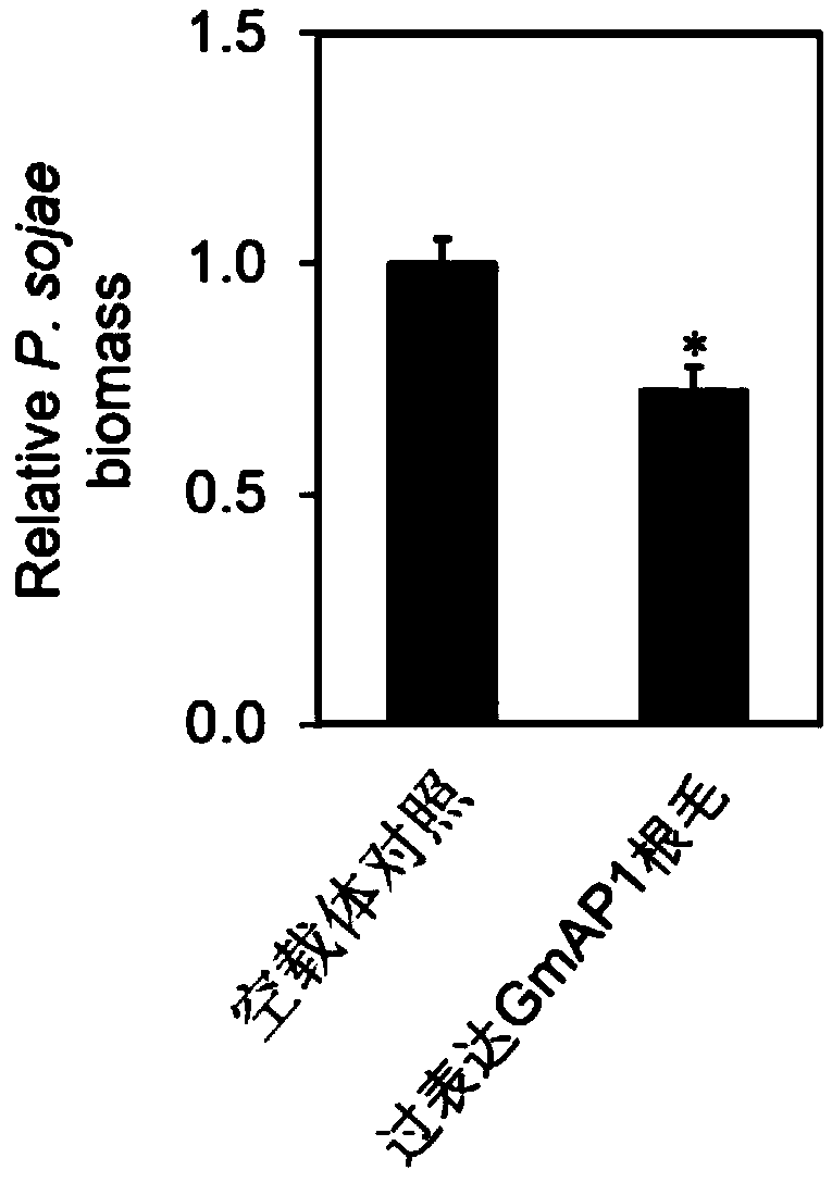 Gene GmAP1 capable of improving disease resistance of plants and application of gene GmAP1