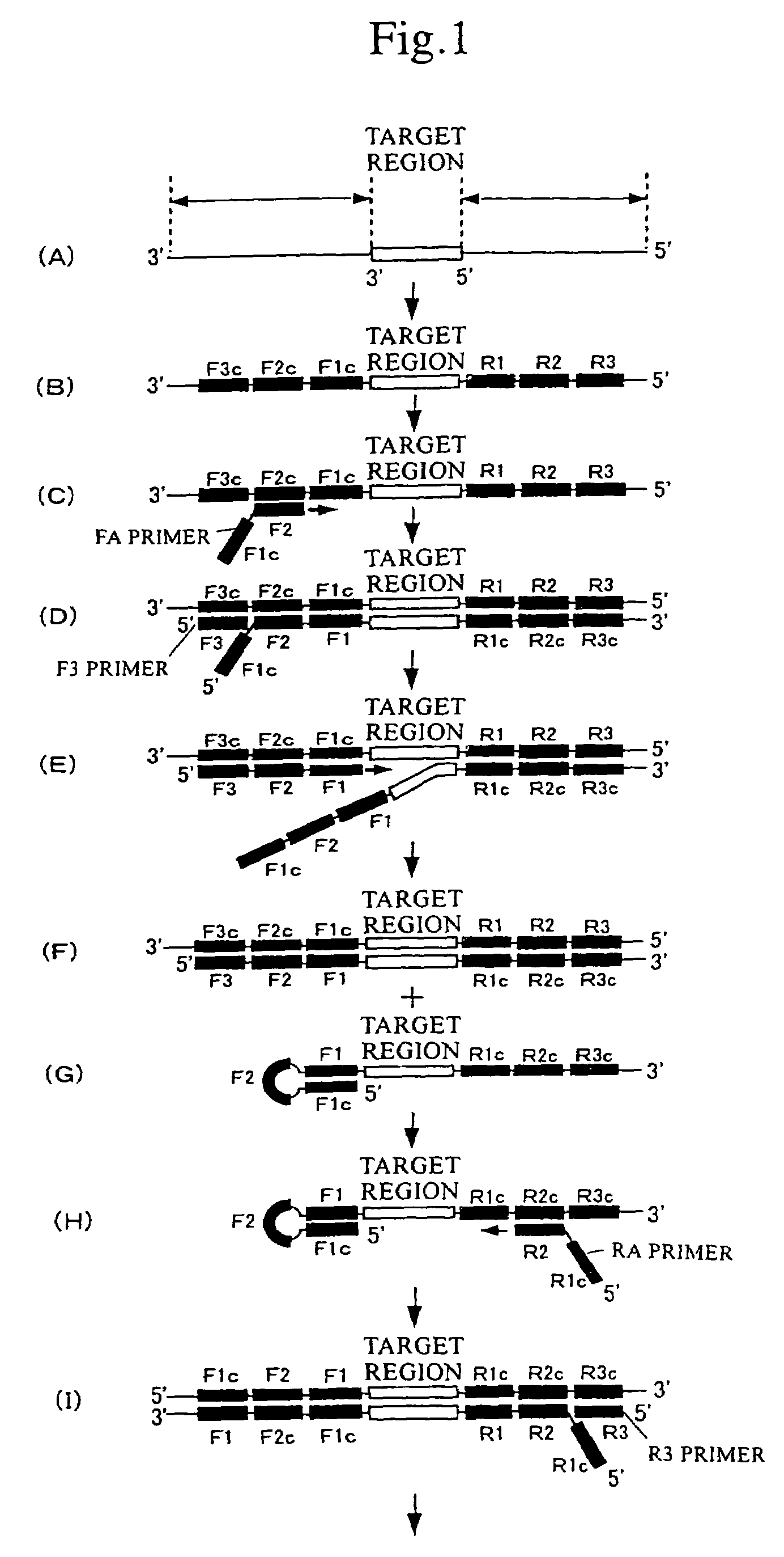 Method of efficiently detecting double-stranded nucleic acid