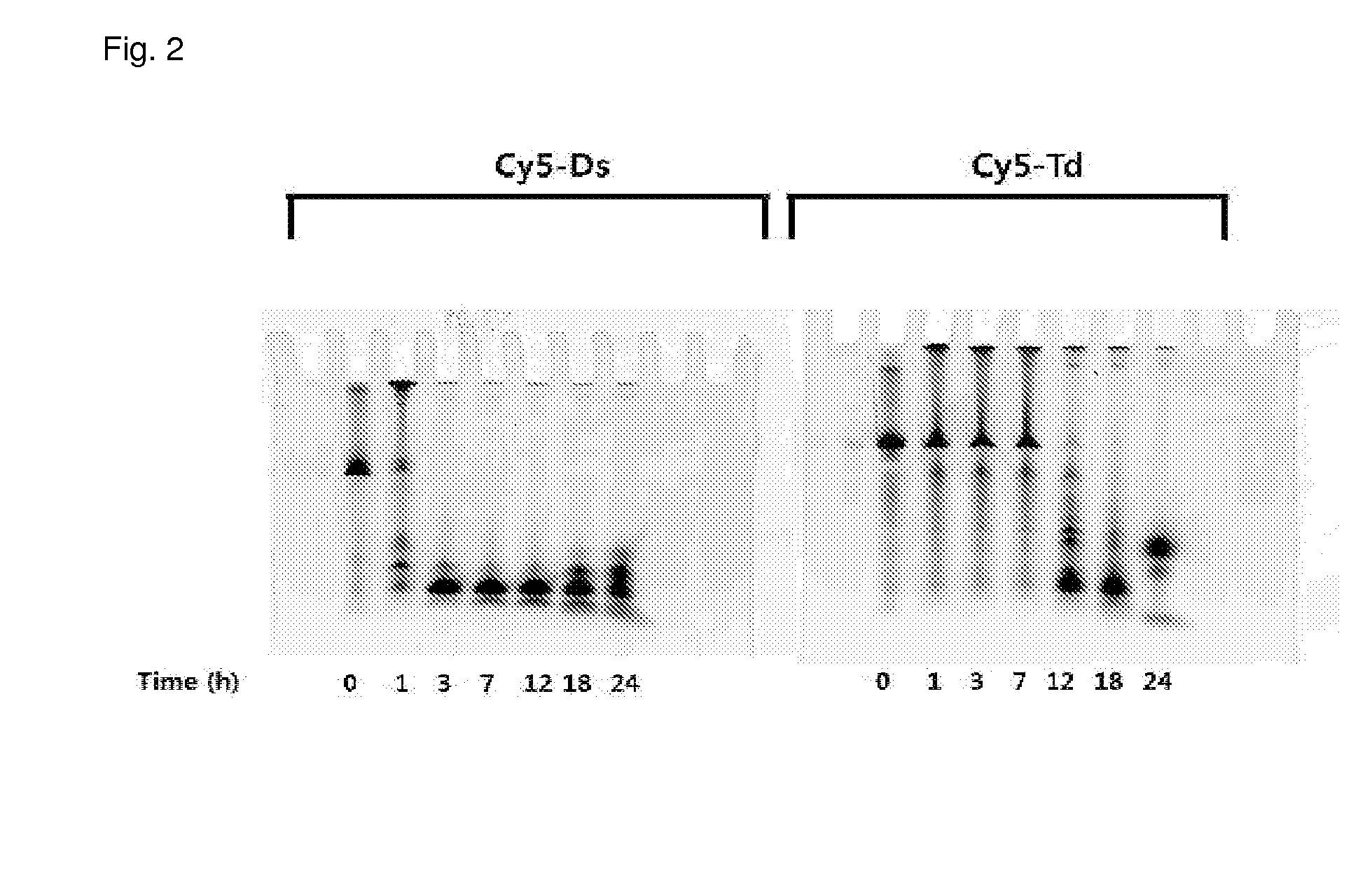 Contrast medium composition and method of bio imagination using the same