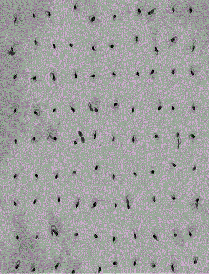 Method for sorting tobacco seeds by using density of organic media