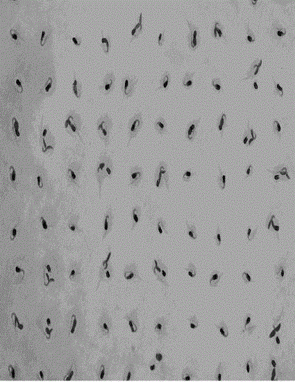 Method for sorting tobacco seeds by using density of organic media