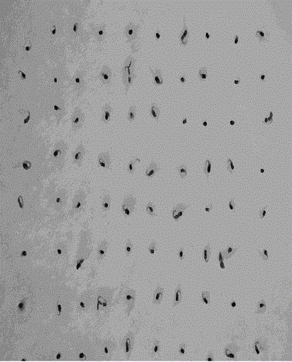 Method for sorting tobacco seeds by using density of organic media