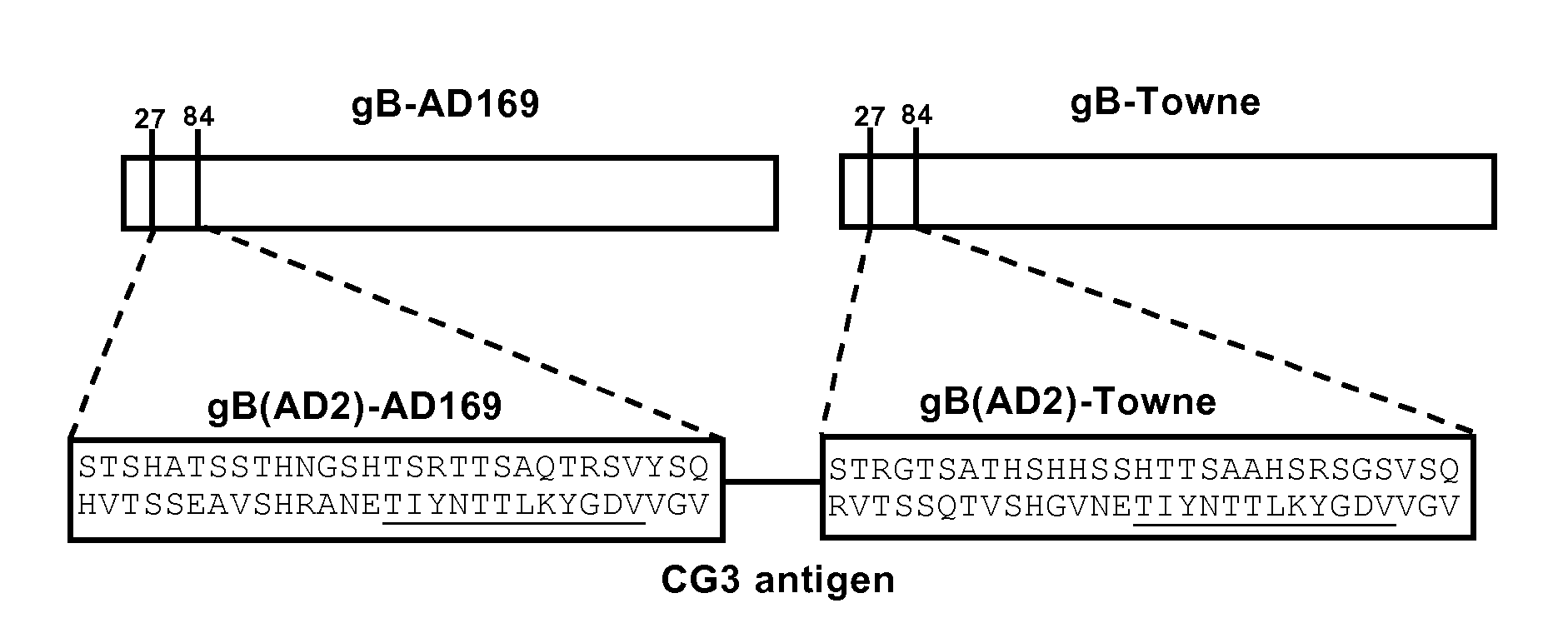 Antibodies against Human Cytimegalovirus (HCMV)