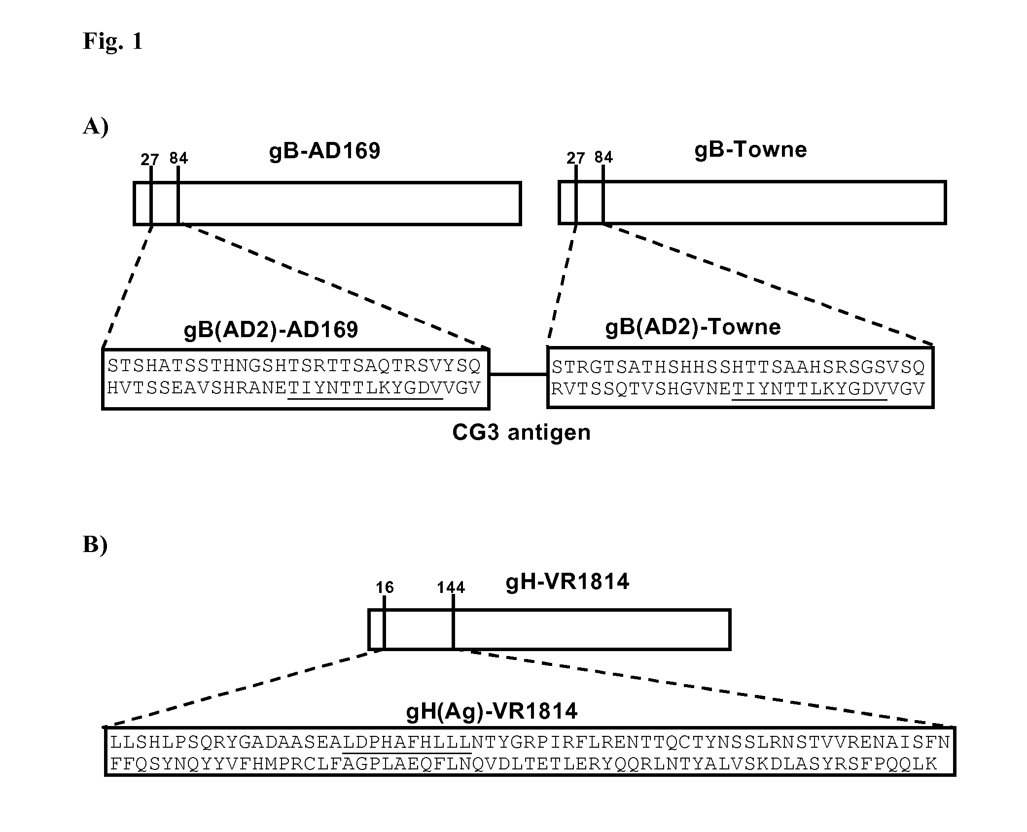 Antibodies against Human Cytimegalovirus (HCMV)