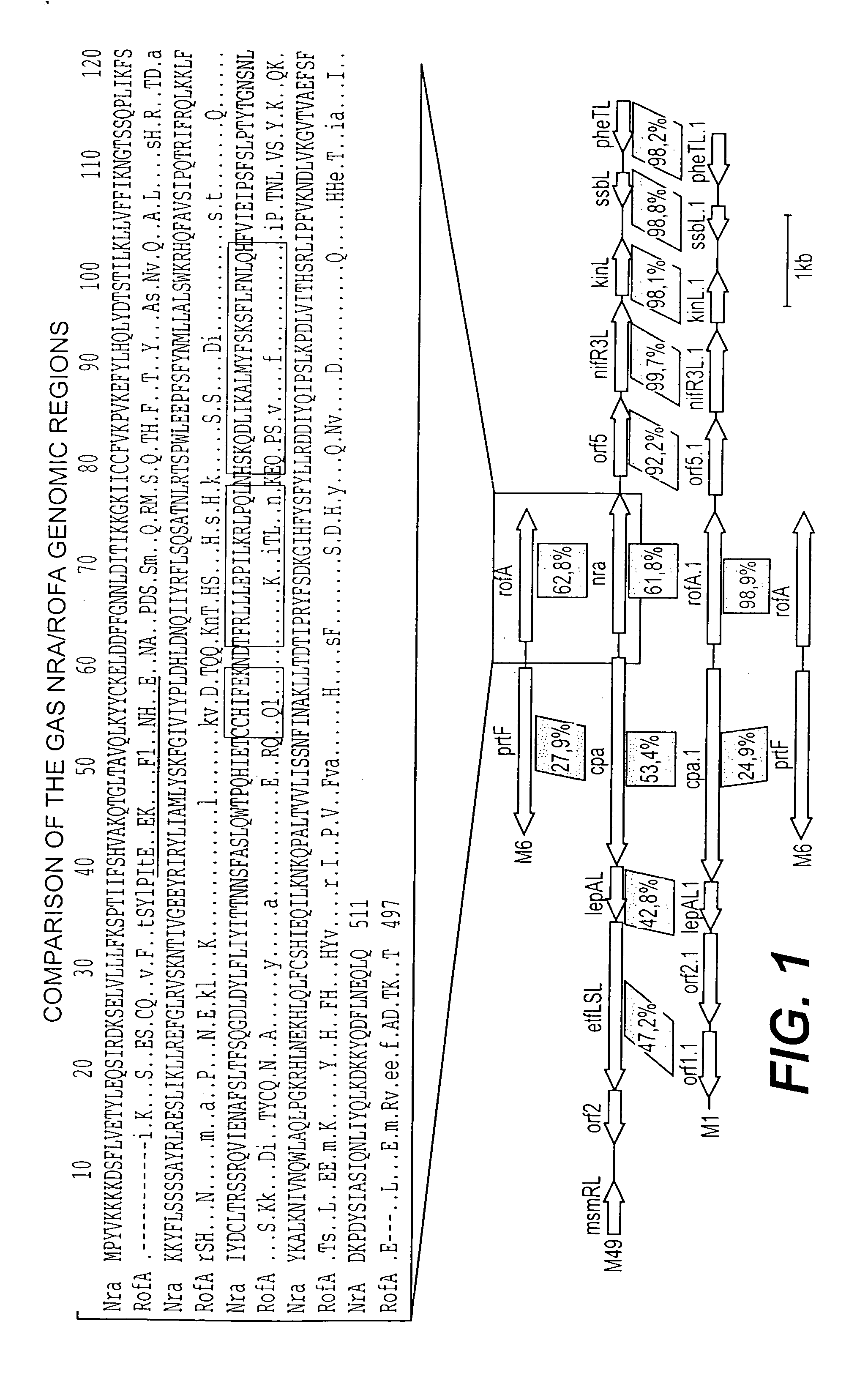 Collagen-binding proteins from Streptococcus pyogenes