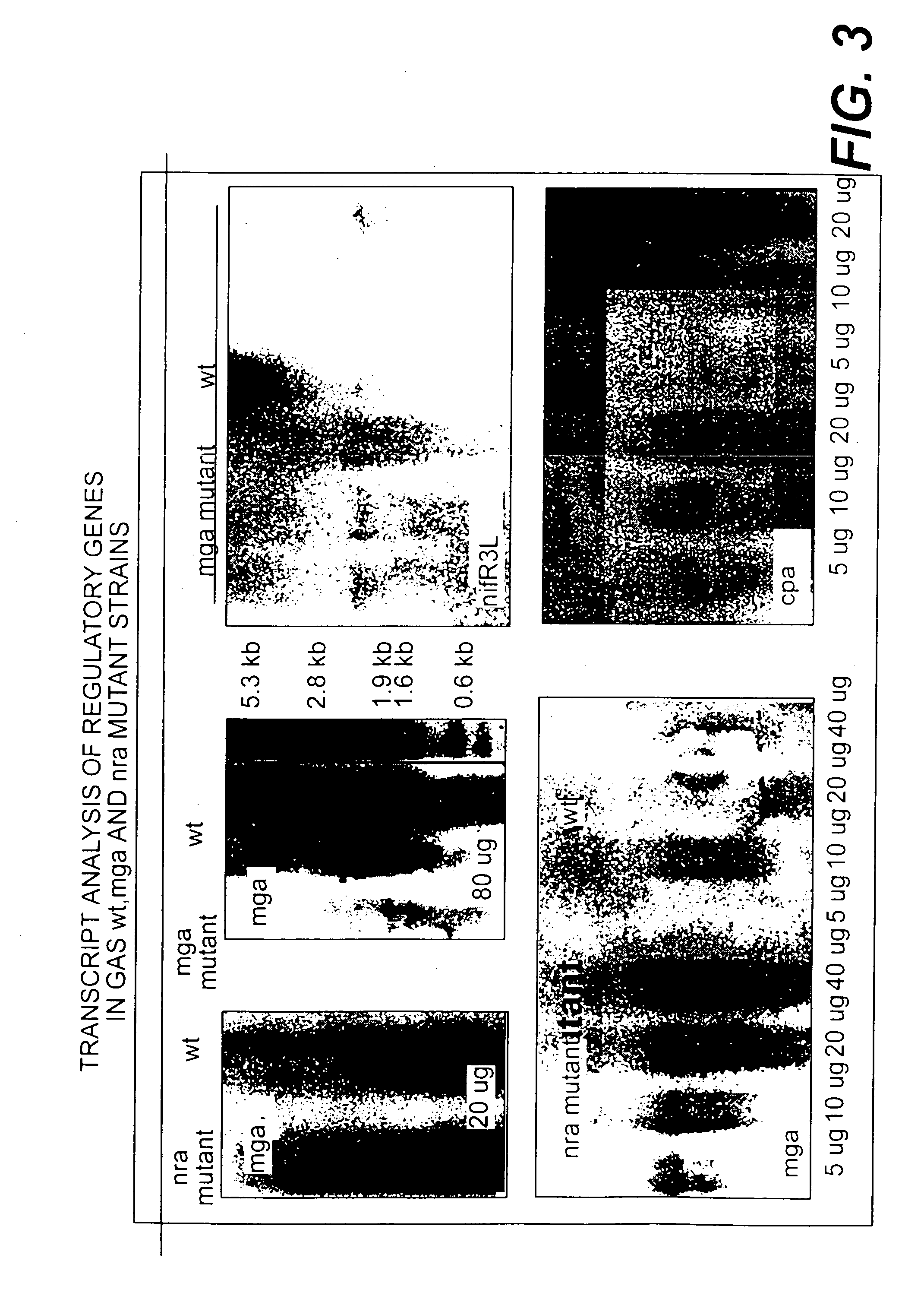 Collagen-binding proteins from Streptococcus pyogenes