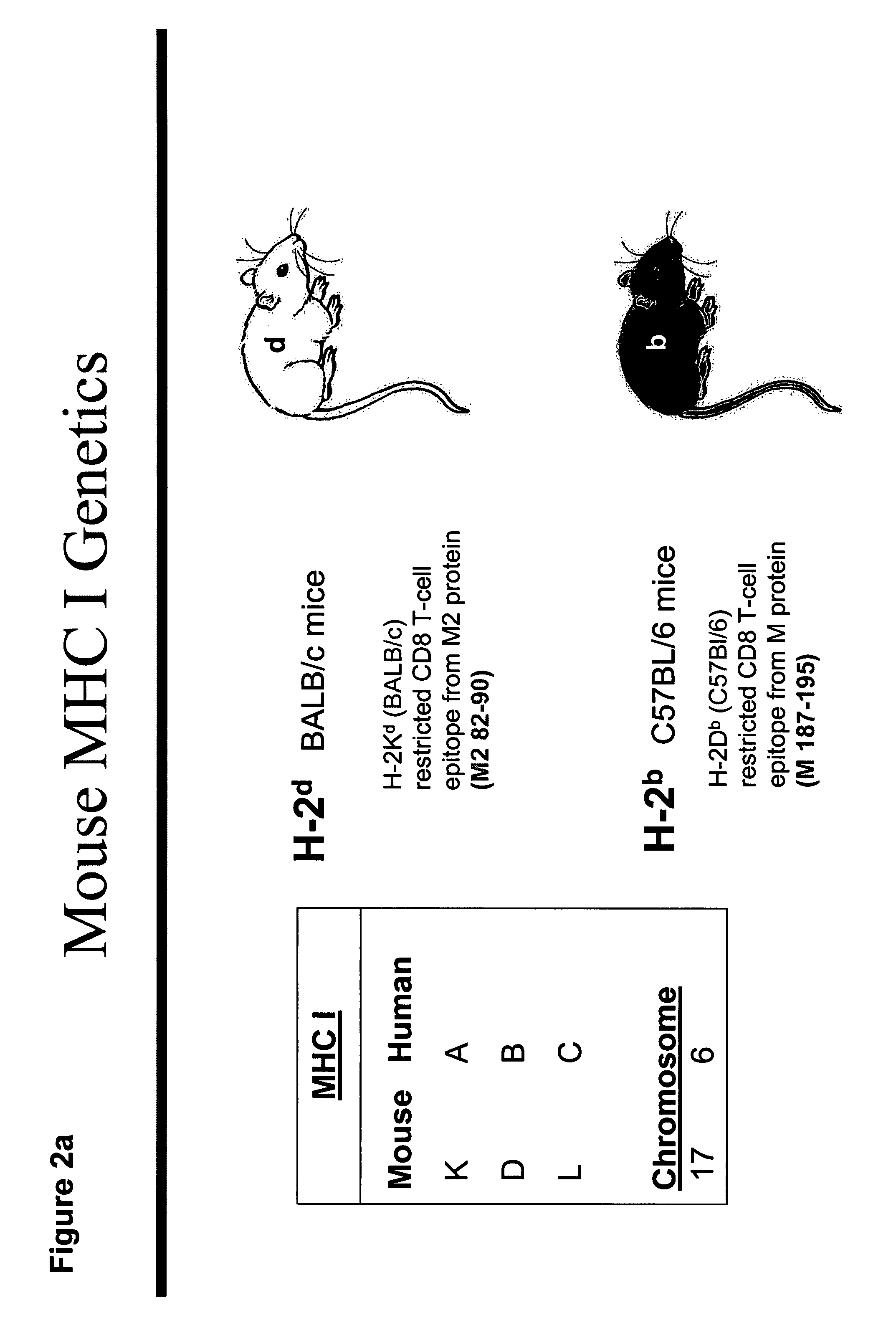 Codon modified immunogenic compositions and methods of use