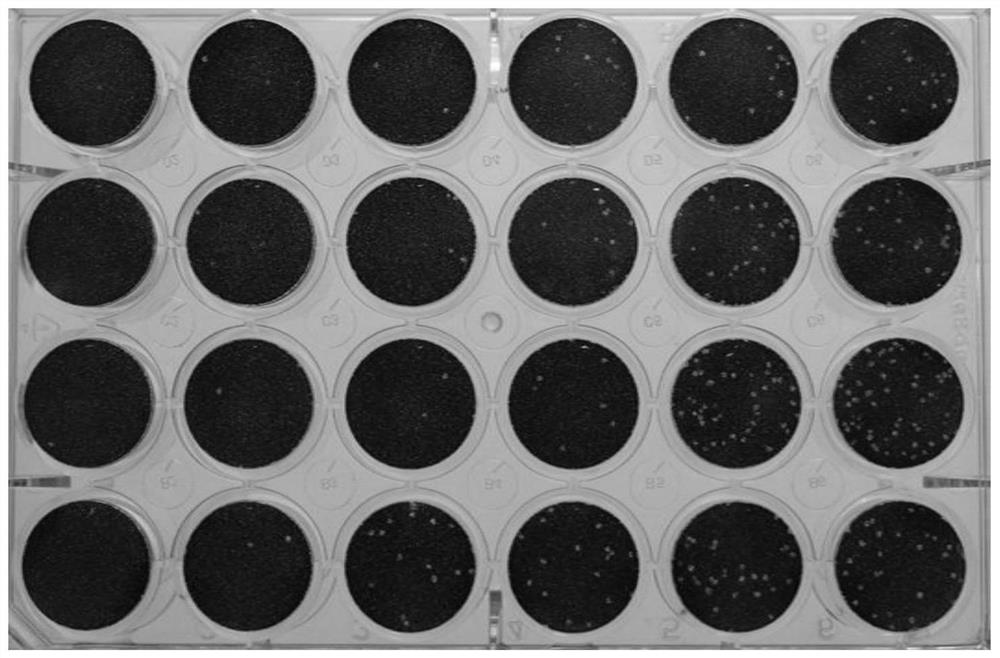 Novel coronavirus, preparation method for specific-antibody-containing milk or serum produced by dairy cow immunized by novel coronavirus and application of specific-antibody-containing milk or serum