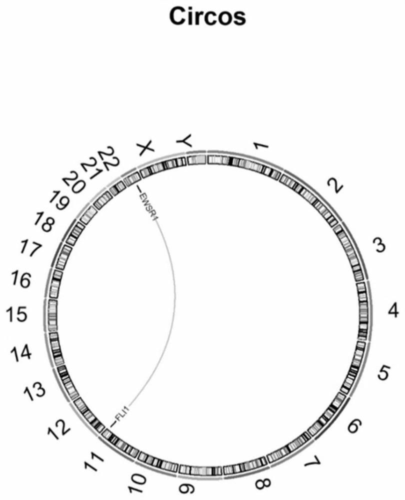 Ewing sarcoma related fusion gene detection probe composition, kit and application thereof