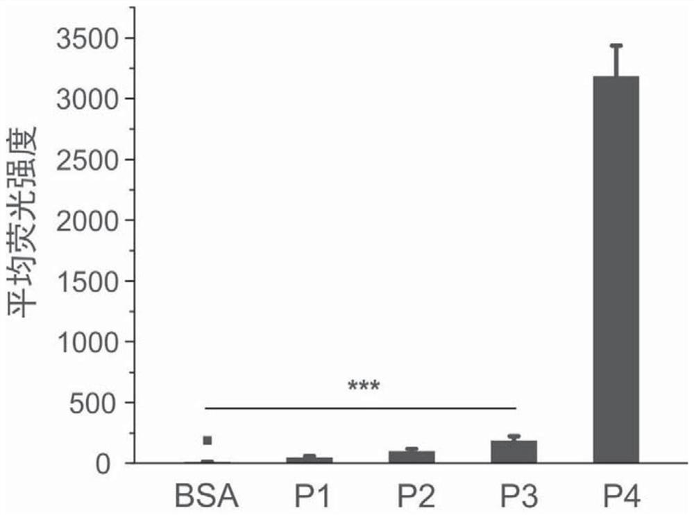 Phenylboronic acid-containing modified polymer material and application thereof in intracellular delivery of proteins and polypeptides