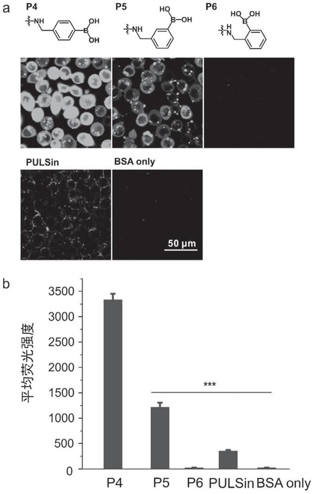 Phenylboronic acid-containing modified polymer material and application thereof in intracellular delivery of proteins and polypeptides