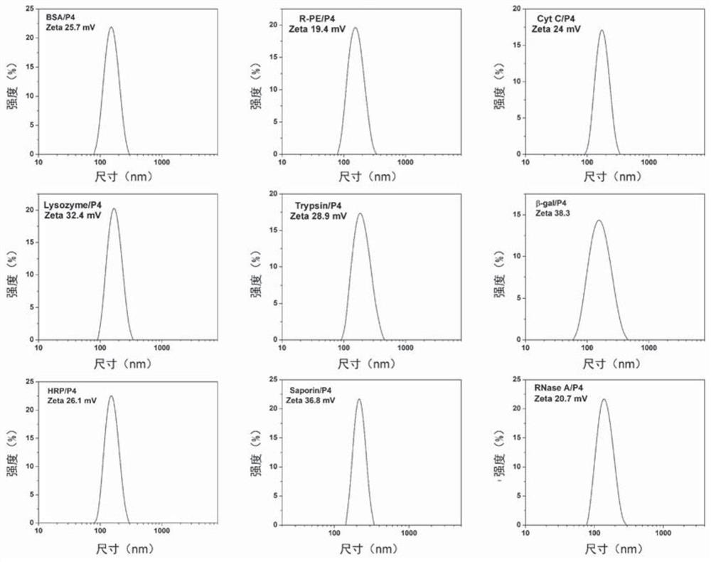 Phenylboronic acid-containing modified polymer material and application thereof in intracellular delivery of proteins and polypeptides