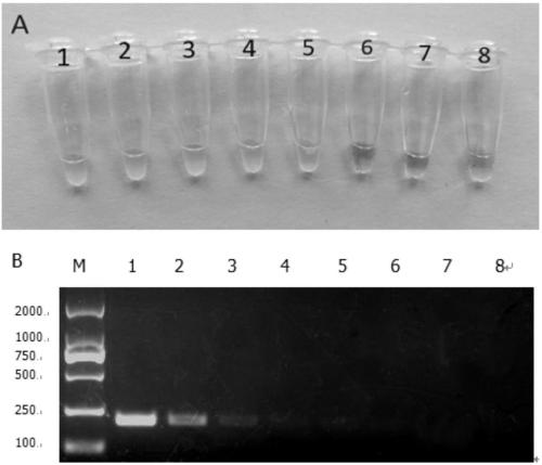 A loop-mediated isothermal amplification detection method and a kit of a high-virulence strain of Helicobacter pylori