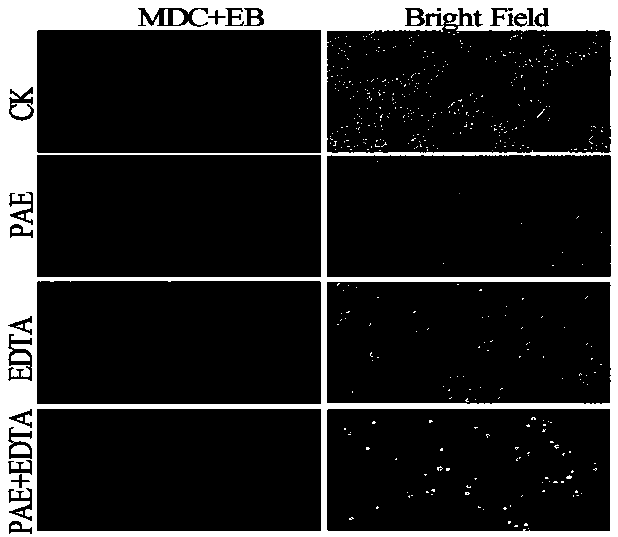 Aspergillus flavus prevention and control composition containing perillaldehyde and calcium ion chelating agent EDTA, and application thereof