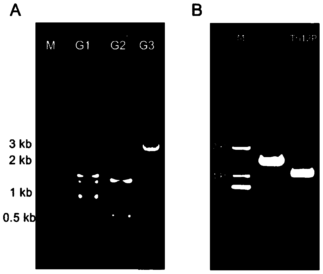 Promoter of trichothecene synthase gene Tri12 of Leucosphaeria dothidea A553 and application of promoter