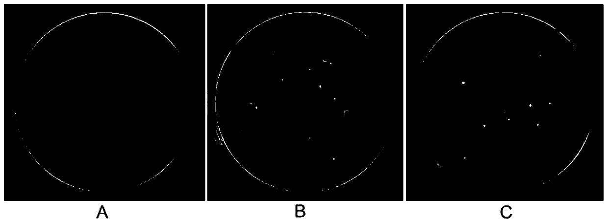 Promoter of trichothecene synthase gene Tri12 of Leucosphaeria dothidea A553 and application of promoter