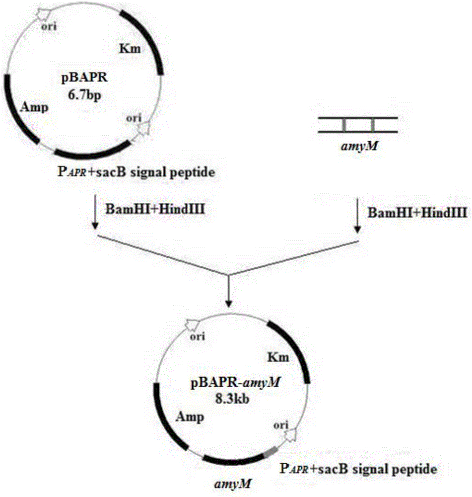 A kind of high temperature resistant α-amylase and its preparation method and application