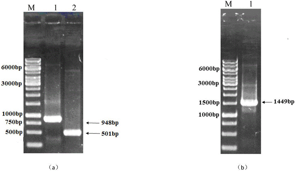 A kind of high temperature resistant α-amylase and its preparation method and application