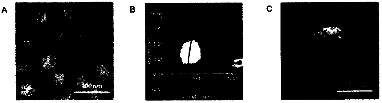 Preparation of medicine-carrying nano particles transmitting blood brain barrier and application of nano particles in cooperation with focused ultrasonic targeted micro-bubble damage technology