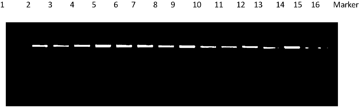 Breast cancer susceptibility genes BRCA1 and BRCA2 whole-gene trap primers, kit and method