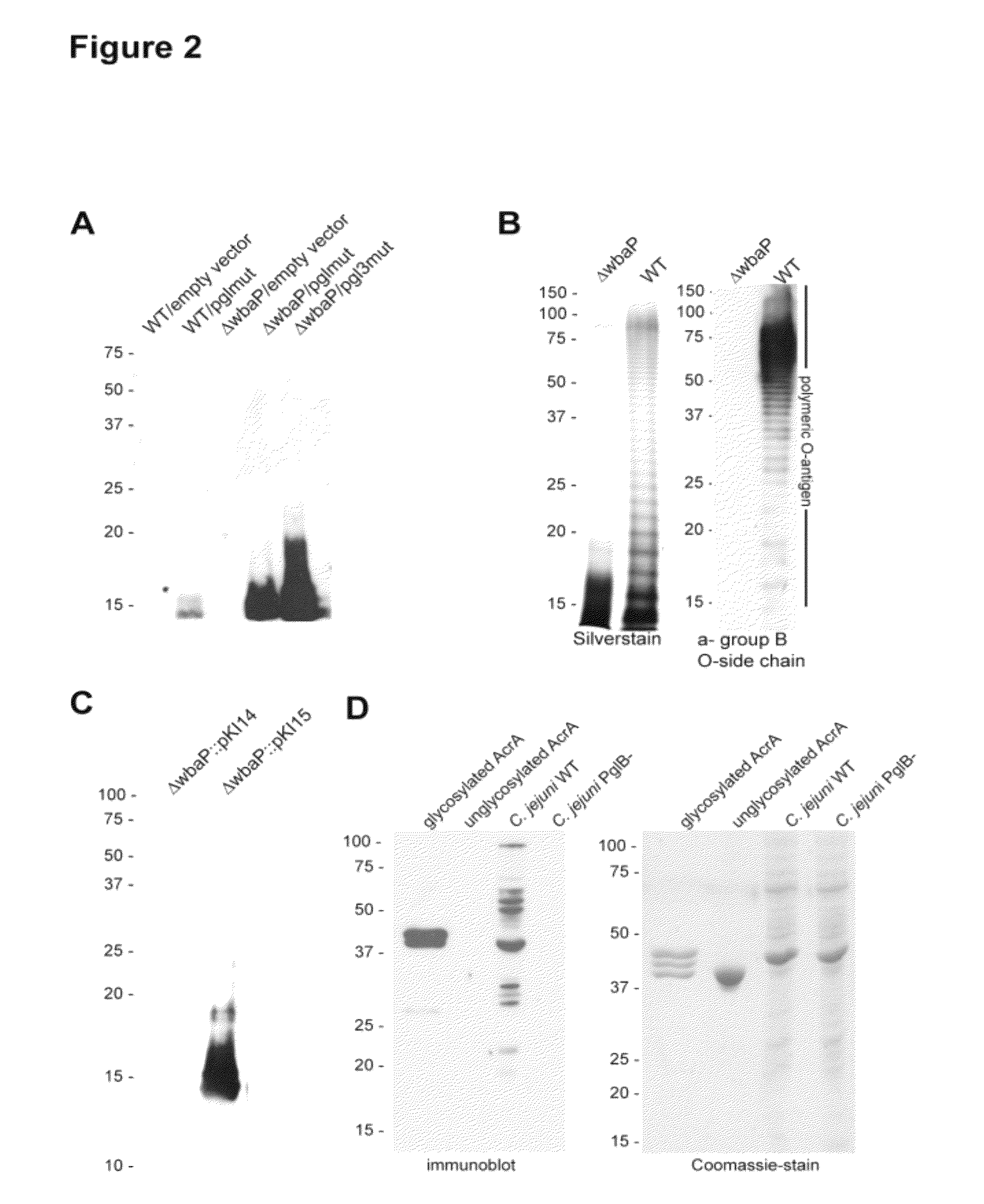 <i>Salmonella enterica </i>presenting <i>C. jejuni </i>N-glycan or derivatives thereof