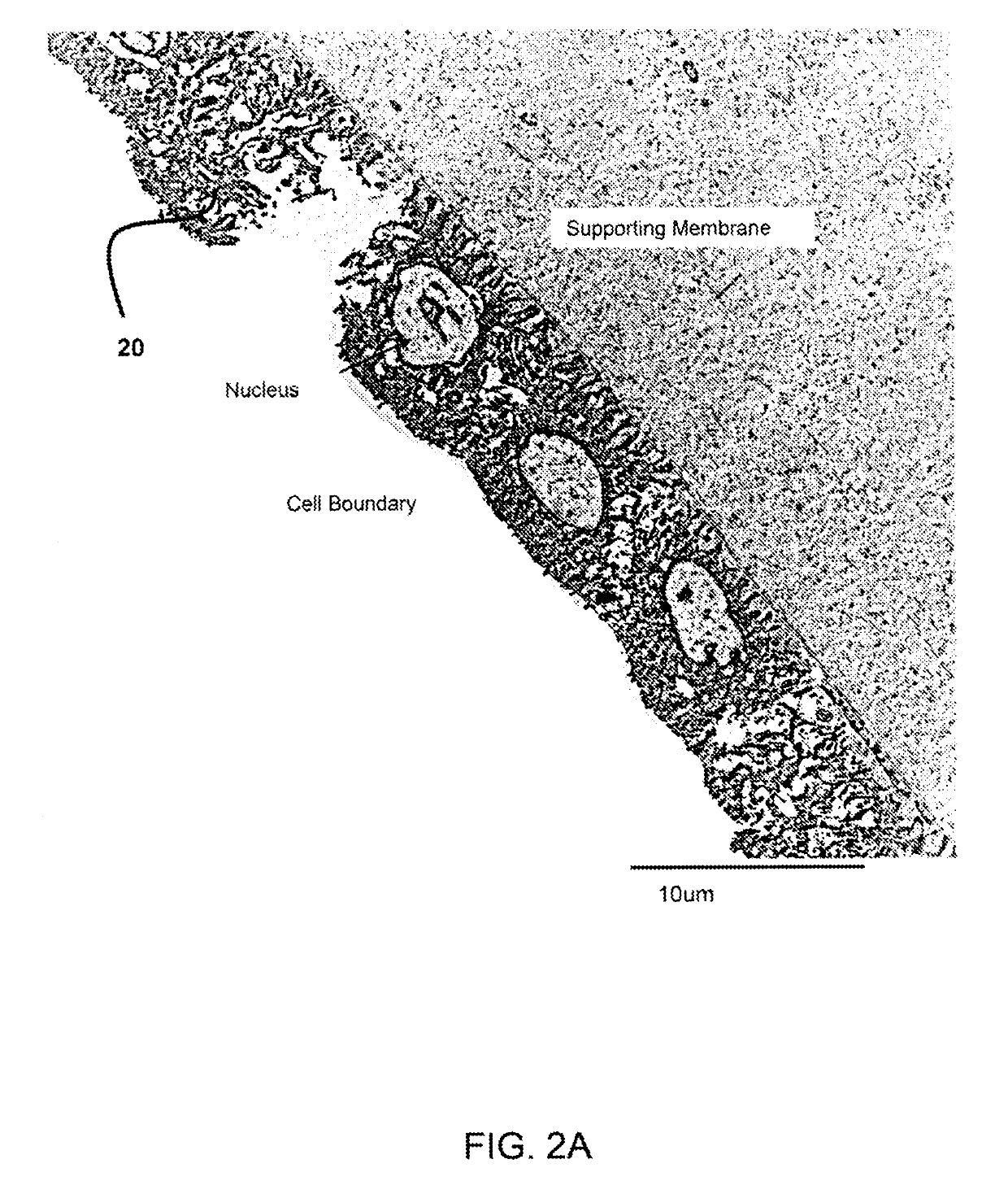 Frozen therapeutic dose and package