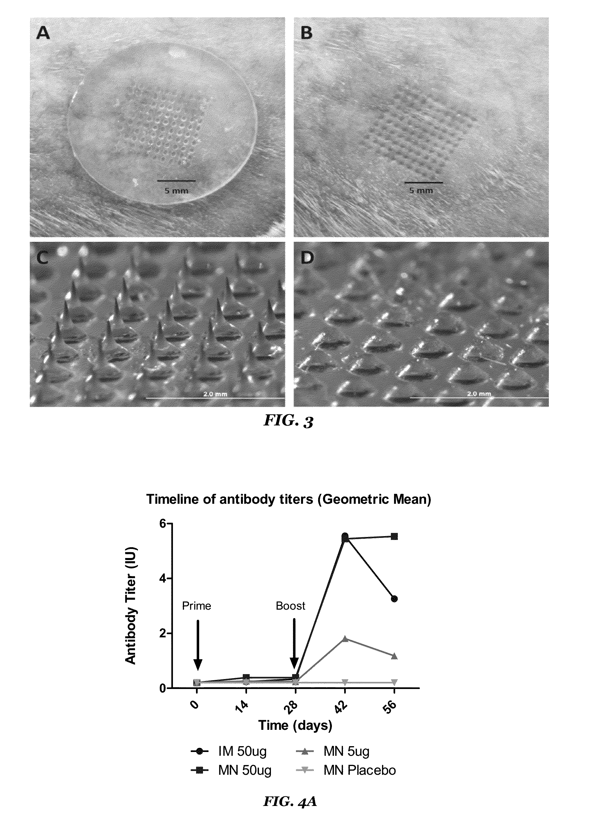 Methods of using Microneedle Vaccine Formulations to Elicit in Animals Protective Immunity against Rabies Virus