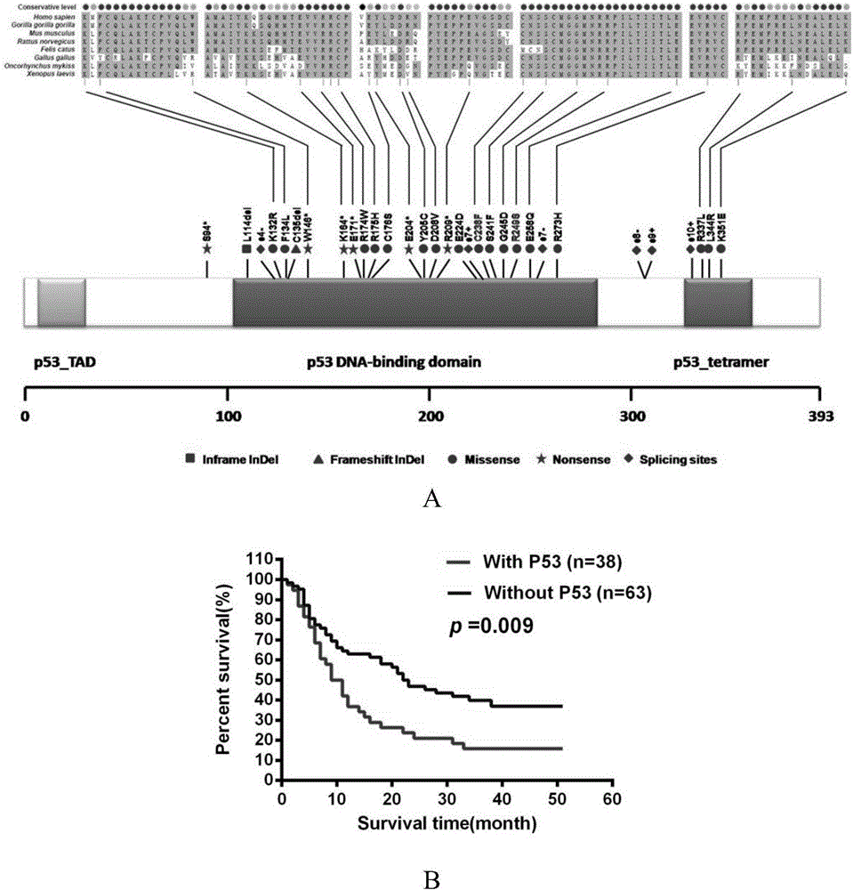 Intrahepatic duct cell cancer related gene mutation targets and application thereof