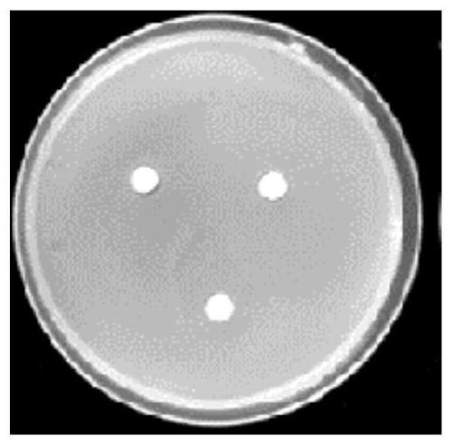 Natural antibacterial and antiviral preparation as well as preparation method and application thereof