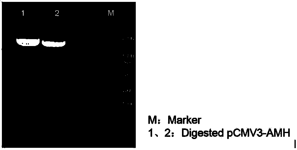 Preparation method of anti-AMH specific antibody and application of antibody in AMH detection kit